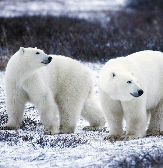 The Magnificent Polar Bears Of Churchill | TraveLibro